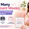 How Many Pregnant Weeks
